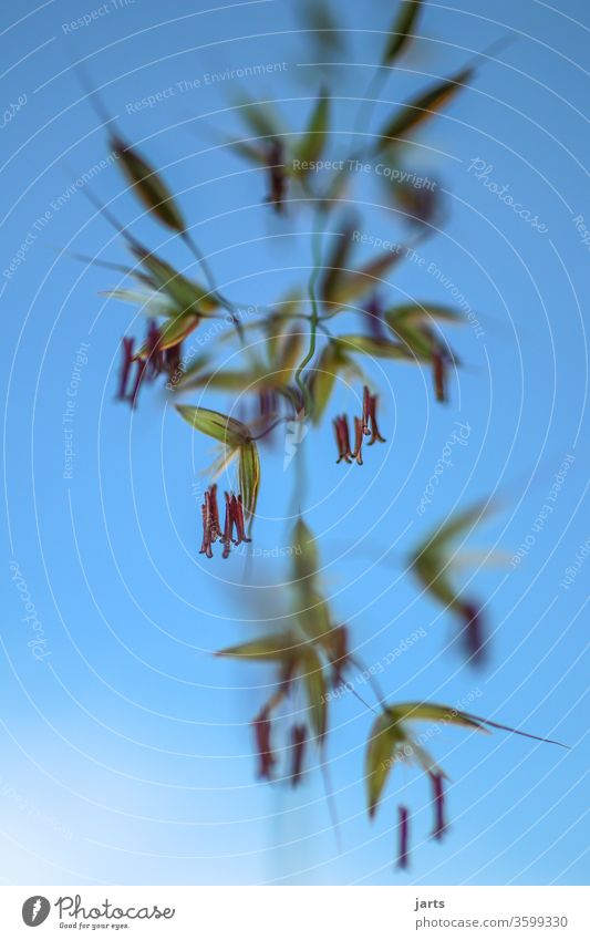 Grass with seeds in front of blue sky Abstract Sámen Sky green sunshine Nature Plant Meadow Stalk Blade of grass Growth Summer Macro (Extreme close-up) Botany