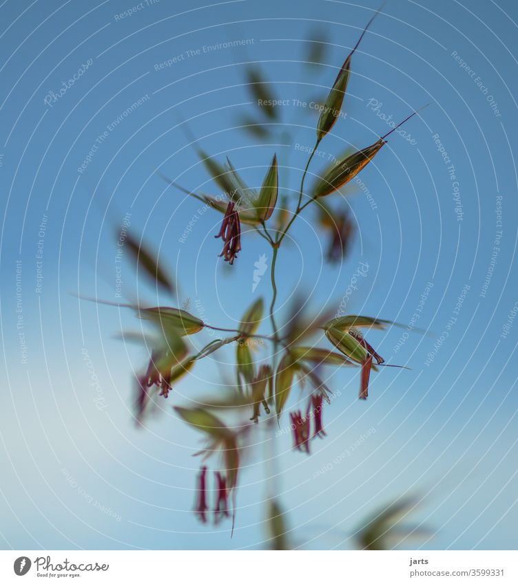 grass Seed plant Grass Meadow Plant Nature Exterior shot Colour photo Deserted Close-up Day green Detail Environment Macro (Extreme close-up) Foliage plant