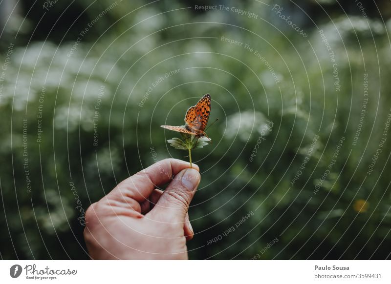 Close up hand holding butterfly Close-up Copy Space Hand Butterfly Nature Fragility conservation Shallow depth of field Detail Insect Exterior shot Animal Day