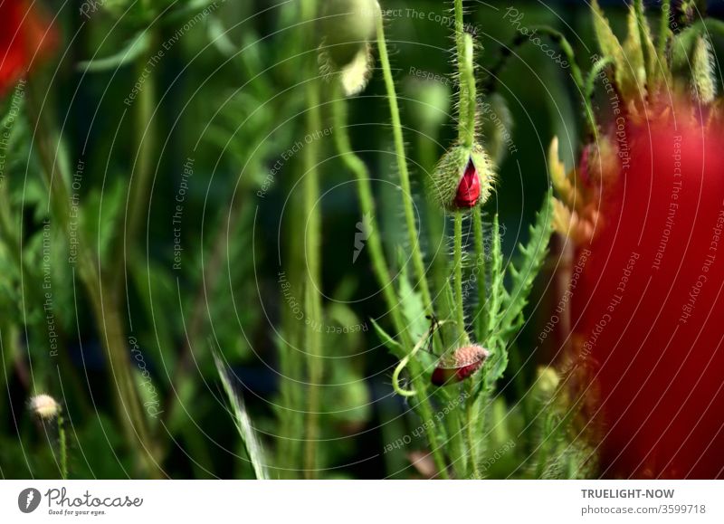 Wake up! Poppy Day... Two poppy flower buds begin to open, while blurred flowers can be guessed at the upper left and right edge and in the dark background flower stems, green buds and seed capsules are visible