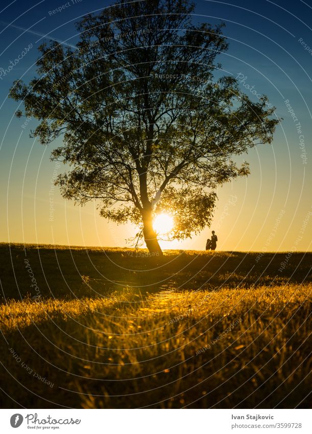 Back lit hill side at sunset solitude grass meadow tree sunrise - dawn clear sky light - natural phenomenon plant field tree trunk silhouette loneliness