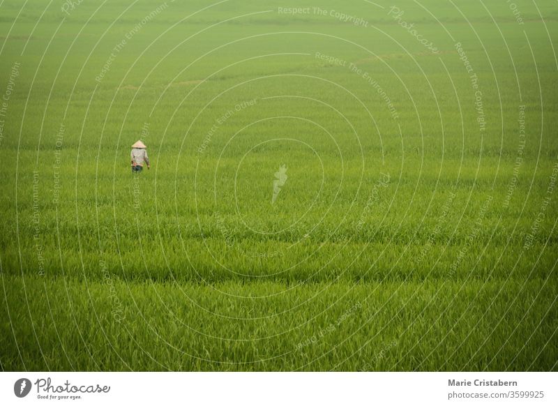 A rice farmer walking among the fog covered vast ricefields in Ninh Binh, Vietnam rural life in vietnam vietnamese countryside ninh binh minimalist landscape