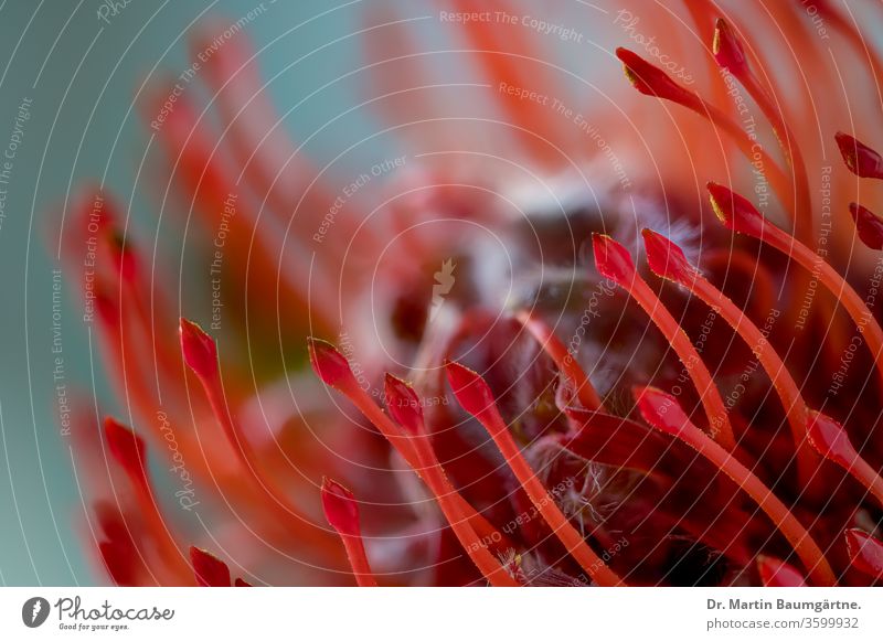 South African Leucospermum cordifolium, Proteaceae, a shrub of the fynbos vegetation nodding pincushion flower head flowering closeup evergreen