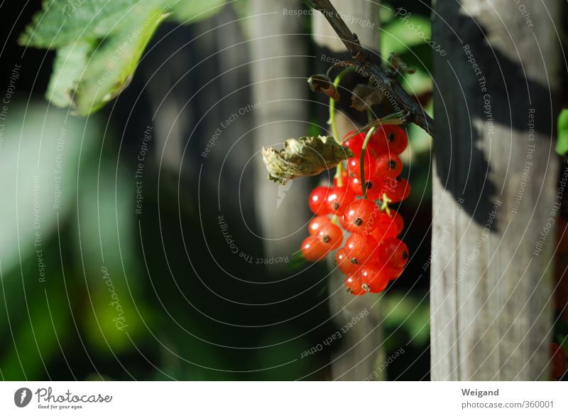 redhead Food Fruit Organic produce Vegetarian diet Slow food Plant Leaf Eating Red Happy Berries Garden country lust Country life Harvest Fresh Redcurrant