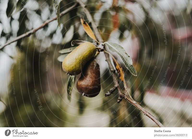 Detailed view of a pear tree fruit Pear Growth Healthy Nutrition Food Colour photo green Delicious Fresh Organic produce Healthy Eating Nature Agriculture