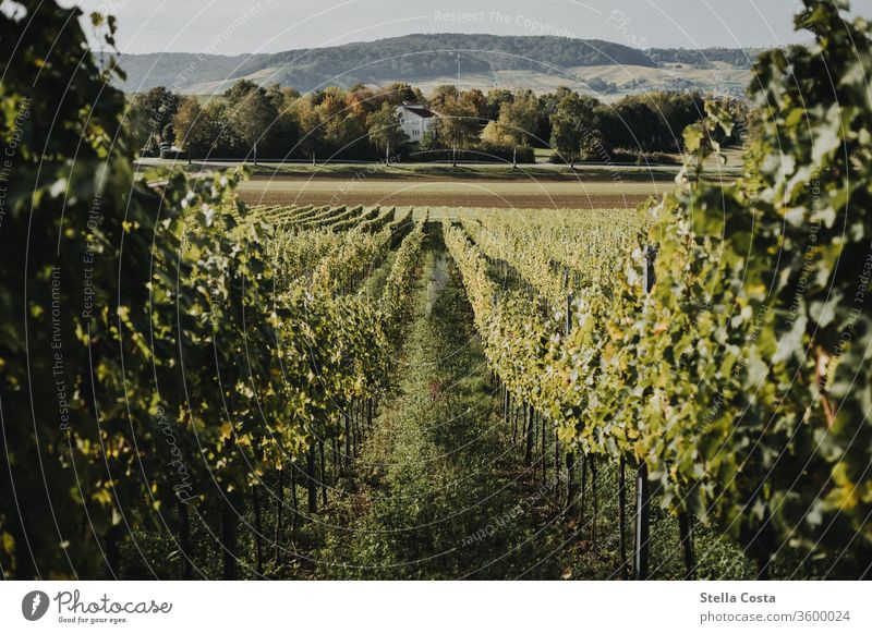 View into the autumn vineyard Vine Vineyard vines Autumn Autumnal wide Panorama (View) Exterior shot Nature Landscape Colour photo Bunch of grapes Deserted