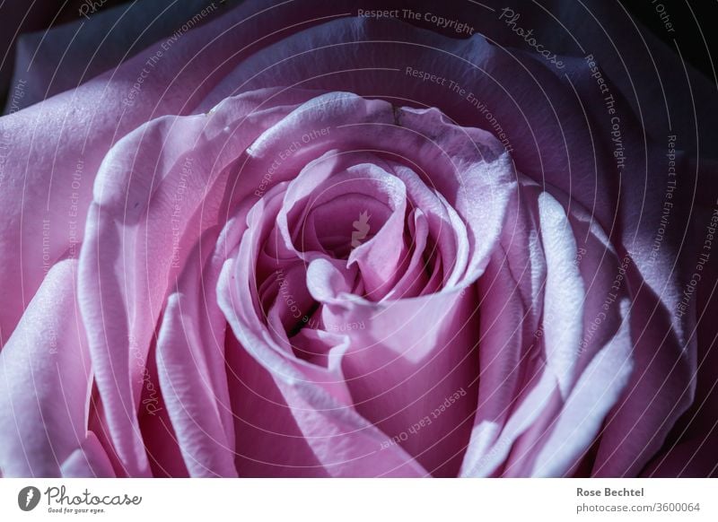 Purple rose blossom pink Macro (Extreme close-up) Close-up Detail Pink bleed Summer Fragrance purple Blossoming Romance Valentine's Day