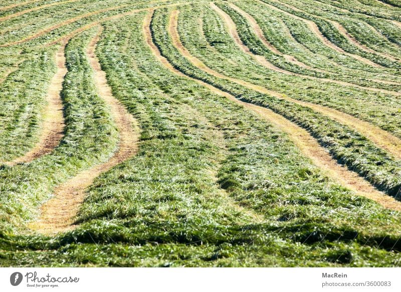 Tire tracks on a meadow Arable land Skid marks tractor tracks Meadow Agriculture agrarian Agricultural industry agrarian country Exterior shot