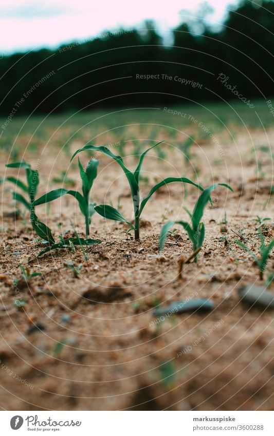 Maize field Drought Maize plant drought Genetic engineering genetically modified corn genetically engineered Agriculture Agricultural product biogas Feed silage