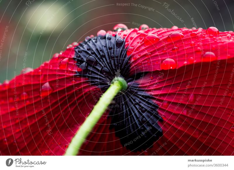 Wild flowers blooming meadow Flower strips Flowering meadow wild flowers Meadow Feed Grass plants silage Agriculture grassland raindrops bleed flaked