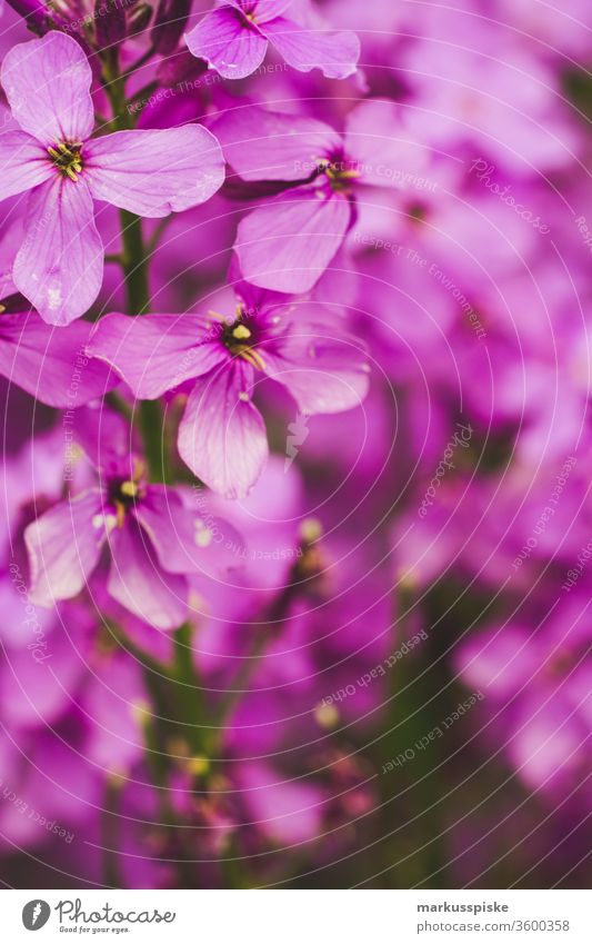 Wild flowers blooming meadow Flower strips Flowering meadow wild flowers Meadow Feed Grass plants silage Agriculture grassland raindrops bleed flaked