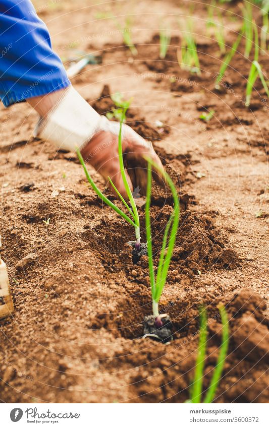 Planting organic spring onions Garden Vegetable self-sufficiency Garden Bed (Horticulture) Spring onions Leek vegetable grow planting self-sufficient Field