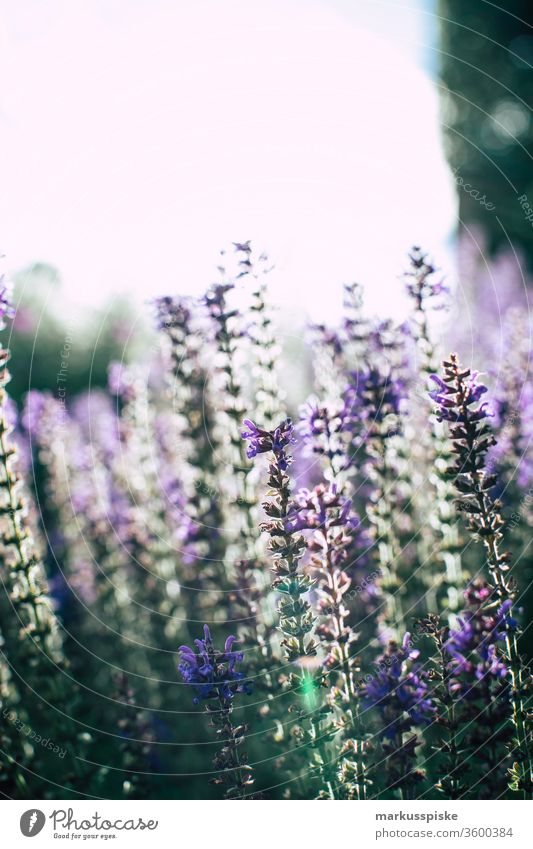 Wild flowers blooming meadow Flower strips Flowering meadow wild flowers Meadow Feed Grass plants silage Agriculture grassland