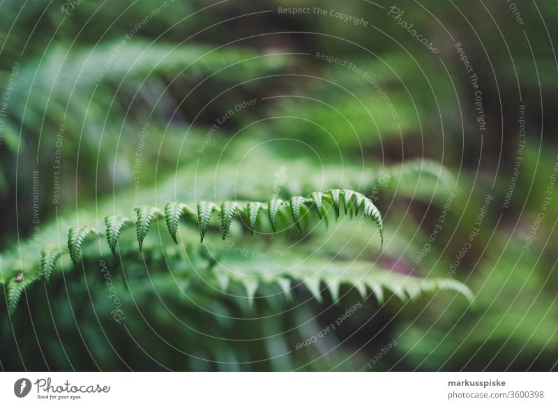 Wild flowers blooming meadow Flower strips Flowering meadow wild flowers Meadow Feed Grass plants silage Agriculture grassland bleed flaked Fern Fern leaf