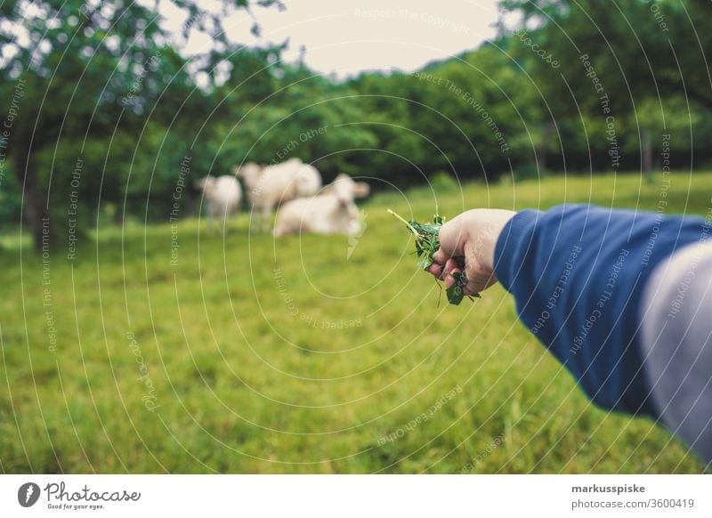 Cow pasture Willow Charolais French Cattle breed cattle Willow tree cow pasture grasses Agriculture dairy Milk production eating