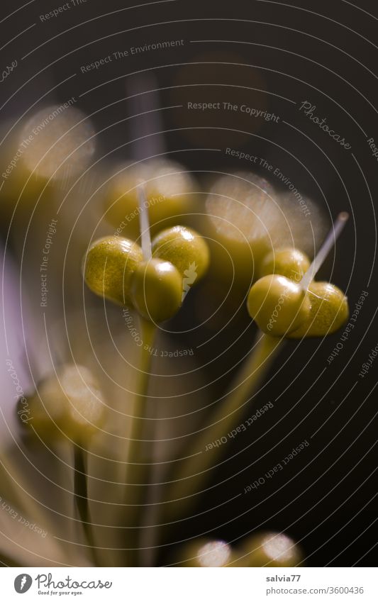 bizarre shape | seed capsules of wild garlic Nature Plant seed pods Club moss bizarre shapes Macro (Extreme close-up) Close-up Structures and shapes Contrast