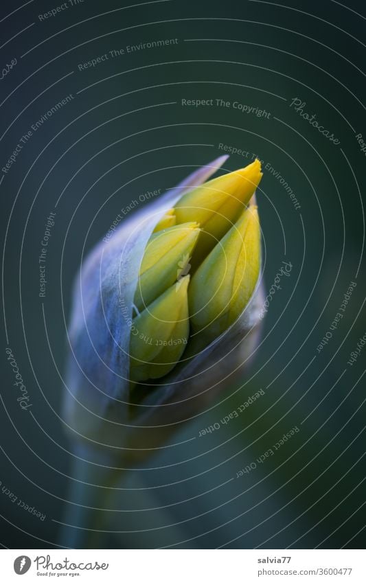 flower bud Nature bleed Bud flowers Plant spring Macro (Extreme close-up) Deploy wax Shallow depth of field Garden Yellow Contrast Close-up Deserted natural