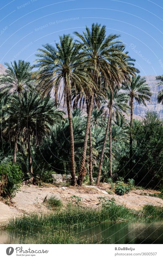 The water of the Wadi Bani Khalid (Oman) flows slowly past the small village of Sayq and date palms line the pools, which invite you to take a refreshing dip.