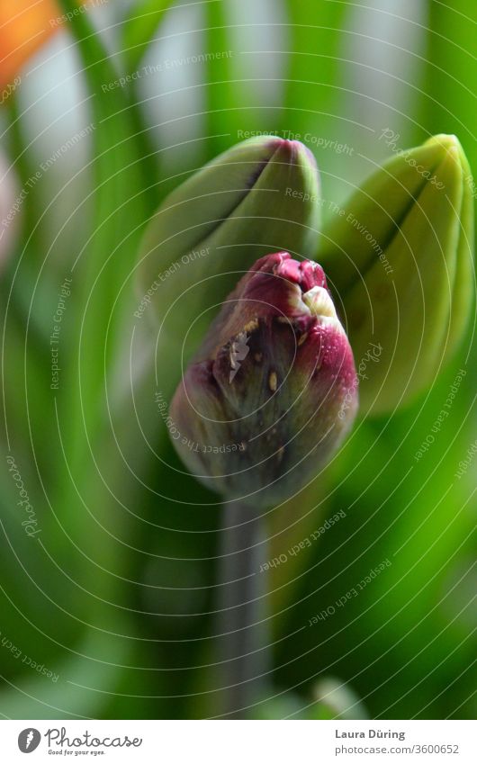 Closed tulip heads close up Bright green Spring fever Stylish revelation flowers Maturing time Room be tranquillity Part of the plant heralds of spring