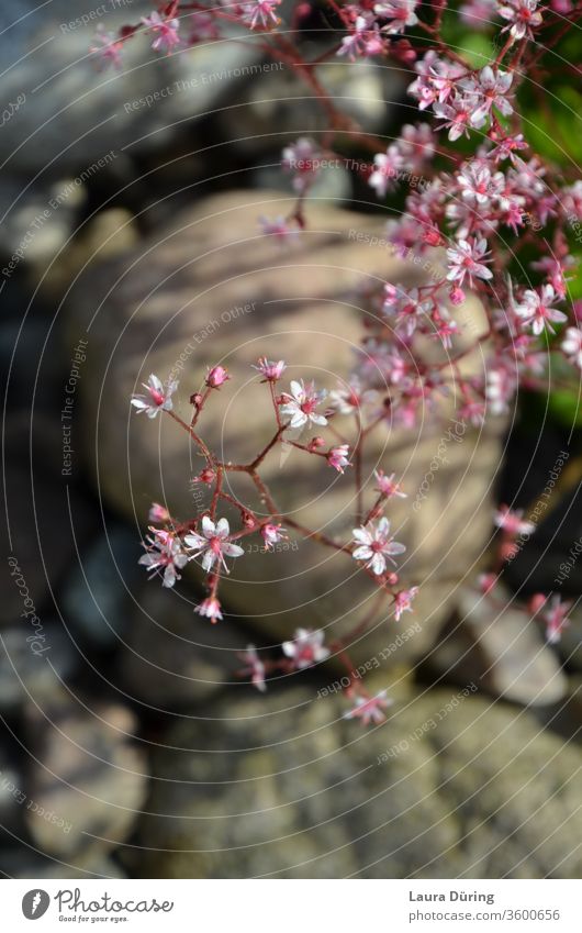 delicate pink flowers on a shrub above a stone landscape Delicate Pink bleed Plant stones Landscape Garden White Gray Nature spring already Spring fever natural