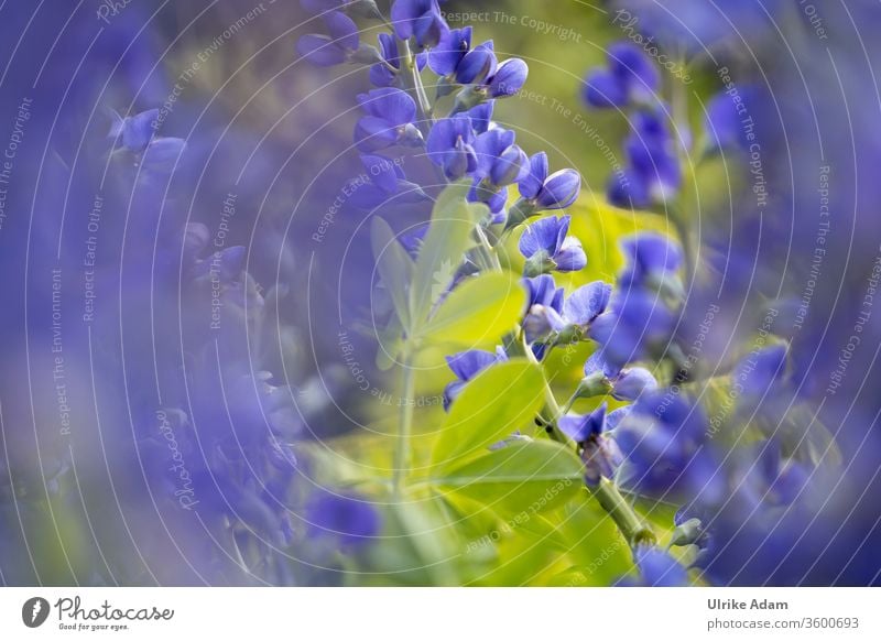 Floral impressions of the indigolupine (Baptisia australis), also called blue dye tube Indigolupine Safflower sleeve Blue flowers floral bleed Soft Delicate