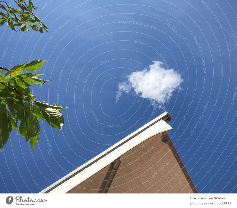 View into the blue summer sky with a white cloud, green foliage and a light awning Blue sky Sky little cloud Deciduous tree Ornamental cherry Sun blind