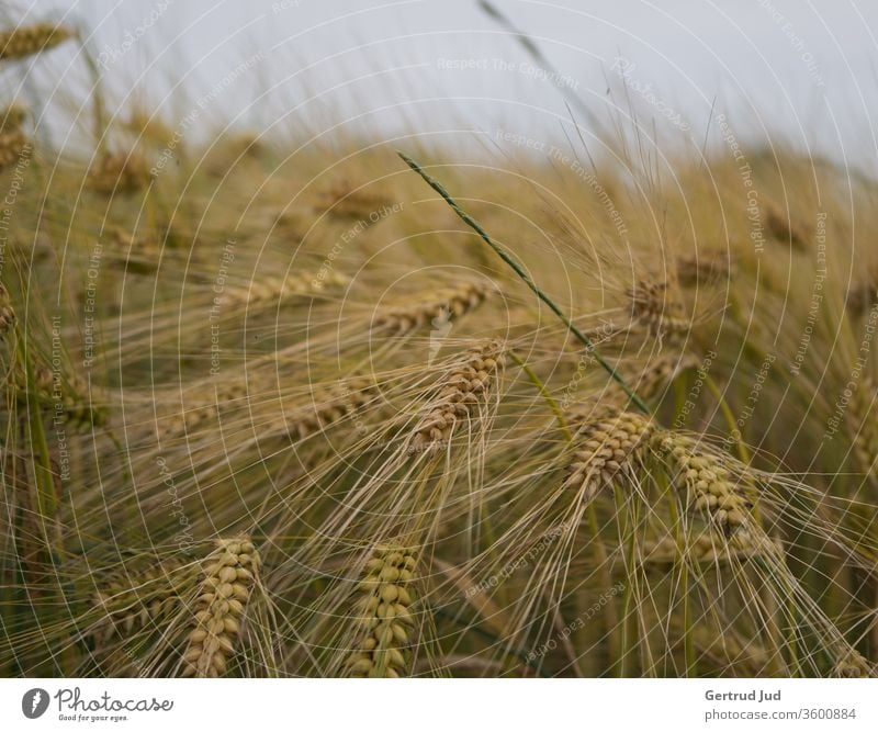 Summer cornfield Grain field corn stalk cereal stalks Summery Field field flora Crops risp summer feeling billowing grain Ear of corn spike field Agriculture