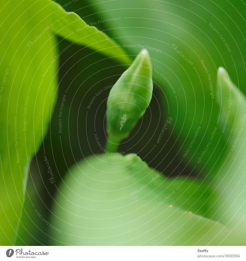 Wild garlic shortly before blossoming Club moss Wild garlic bud wild garlic medicinal plant Medicinal plant Forest plant salad plant April Vegetable Herbacious