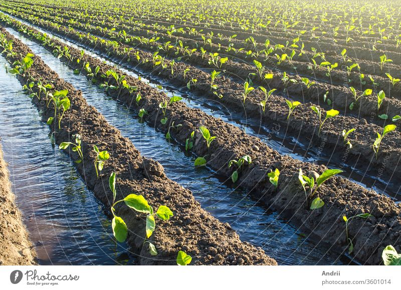 Plantation of young eggplant seedlings is watered through irrigation canals. European farm, farming. Caring for plants, growing food. Agriculture and agribusiness. Agronomy. Rural countryside