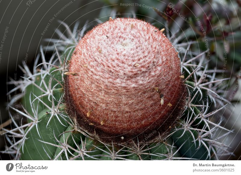 Mature Melocactus matanzanus from Cuba cephalium mature flower zone plant succulent ornamental houseplant