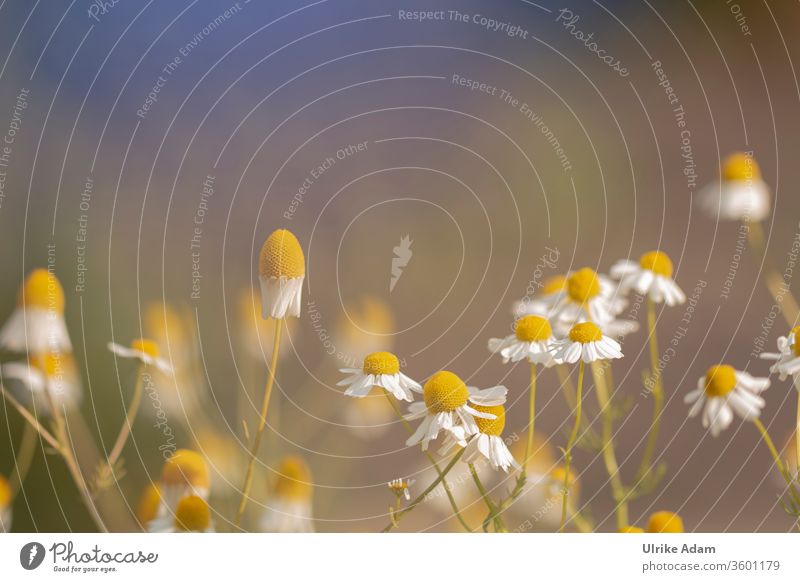 flowers of true camomile (Matricaria chamomilla L.) with soft background Chamomile Camomile blossom chamomilla matricaria bleed White Soft floral plants