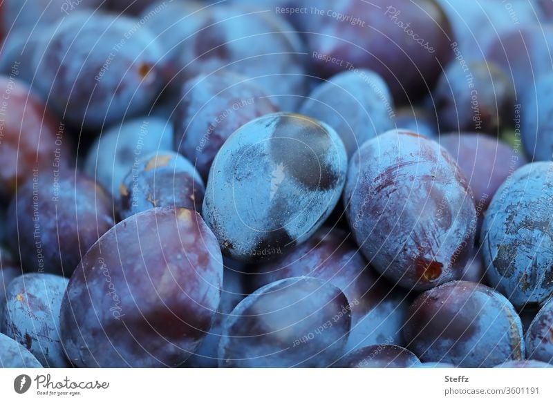 Plums from the garden plum harvest Garden fruit Summer fruit salubriously fruit harvest fresh fruit organic Organic Delicious Vitamin-rich Food Pomacious fruits