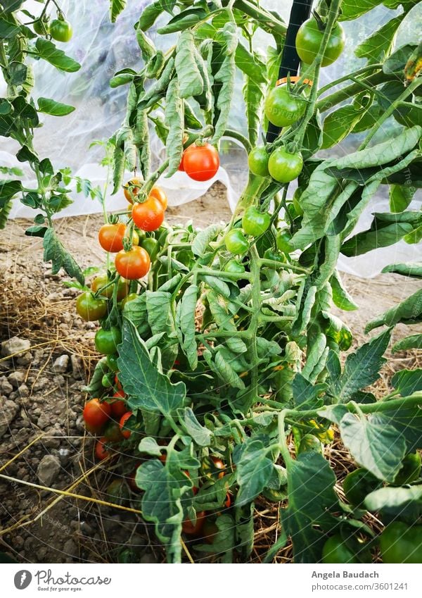 grow your own organic vegetables: tomatoes Tomato tomato plant Tomato plantation Garden Vegetable garden vegetable gardening Vegetarian diet Organic produce