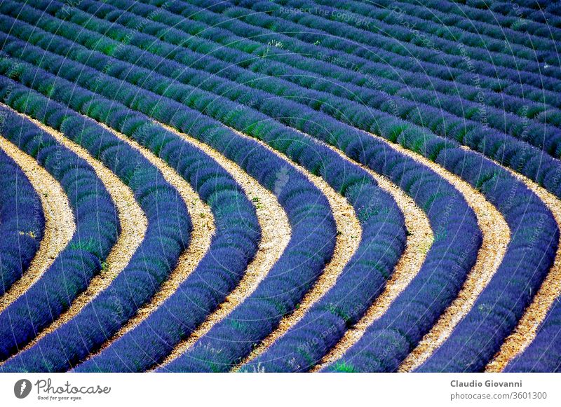 Valensole: fields of lavender France Provence agriculture beauty cosmetic cultivate cultivation curve flower fragrance growing july landscape natural nature