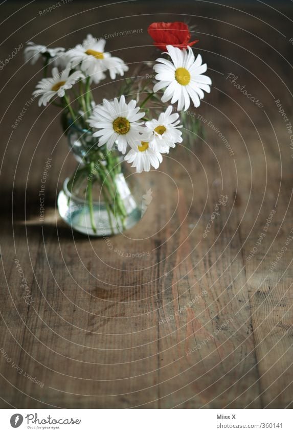 country flowers Decoration Table Spring Summer Flower Blossom Blossoming Fragrance Faded Meadow flower Flower vase Background picture Marguerite Poppy