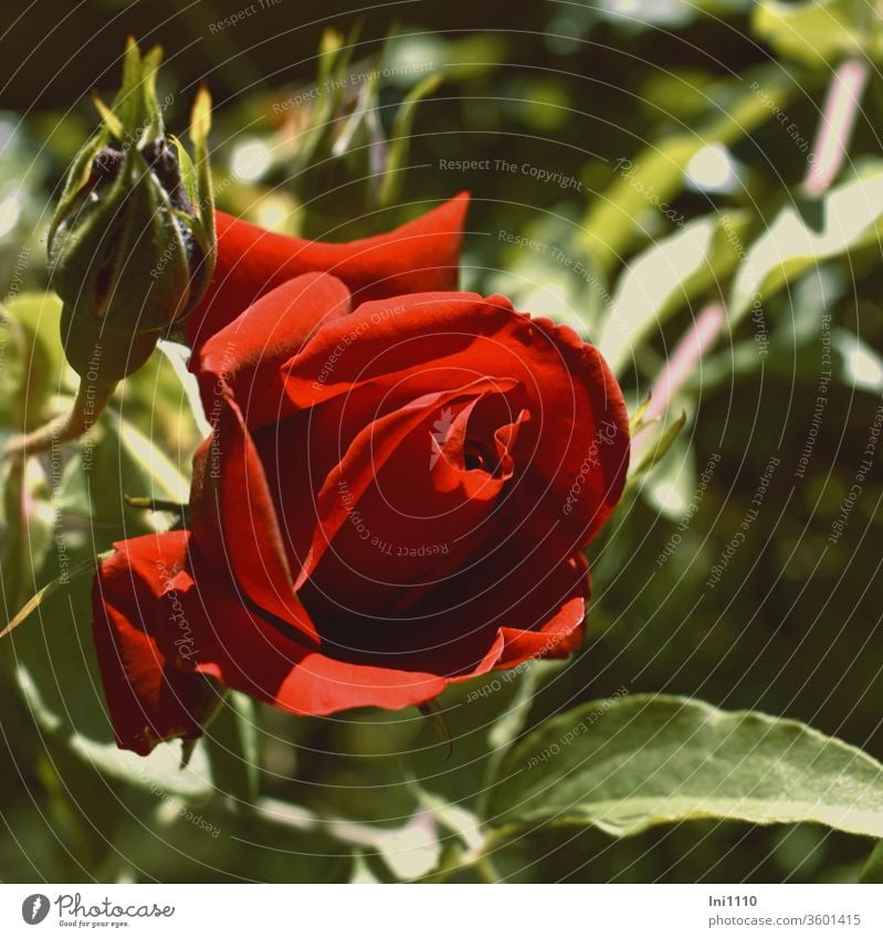 a red rose flowers pink climbing rose Sympathy symbol Love Passion Red Fragrance embassy Beauty & Beauty Velvety beguiling Plant Garden Gift Telenovela Red rose