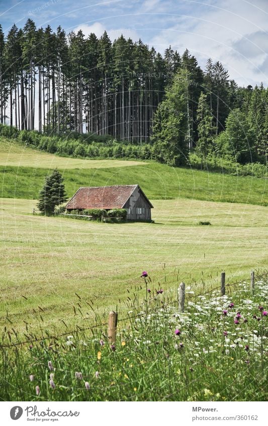 barn Nature Landscape Beautiful weather Tree Flower Grass Blossom Foliage plant Wild plant Meadow Field Forest Hill Alps Green Hut Hayrick Allgäu Fence post