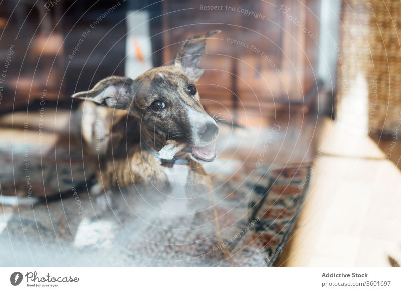 Spanish sighthound dog on carpet at home sleep spanish galgo puppy spanish sighthound cushion lying cute soft domestic cozy canine adorable floor animal