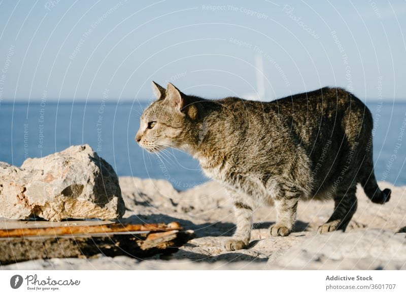 Tabby cat walking along stony seashore stone seascape sunny rock homeless animal tabby stripe rough ground pet feline mammal fur summer fluff adorable curious