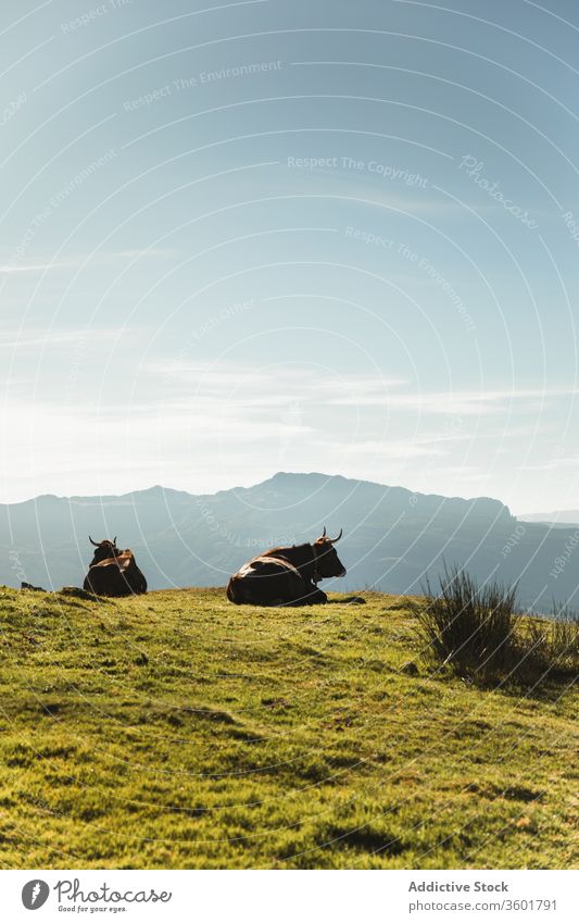 Purebred cows grazing in pasture near mountain under blue sky bovine graze grassland tree animal mammal countryside landscape black nature scenery harmony field