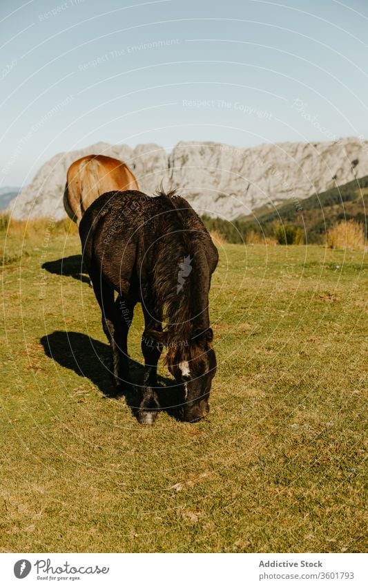 Purebred horses grazing in pasture near mountain under blue sky graze grassland tree animal equine mammal countryside stallion landscape brown black mare nature