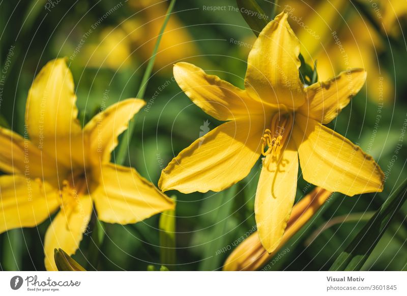 Yellow flowers of Daylily also known as Hemerocallis sp. bloom blossom botanic botanical botany field flora floral petals flowery garden organic natural nature