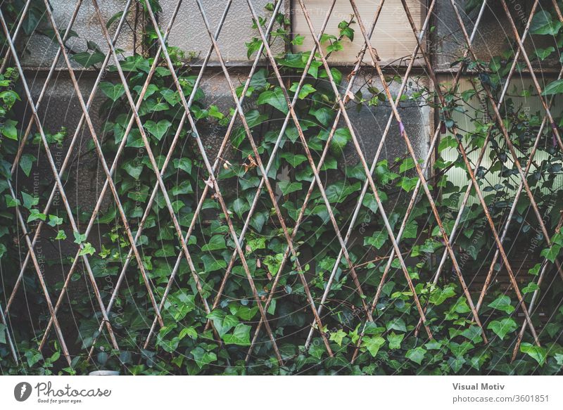 Green ivy plant climbing a window grille of an abandoned old factory lattice overgrown green aged weathered grid glass building flora texture metallic natural