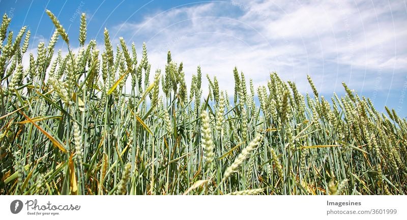 Wheat field against blue clouds - sky. Cultivation of grain - wheat. Concept of agriculture agricultural field Agriculture backgrounds Barley Beauty in nature