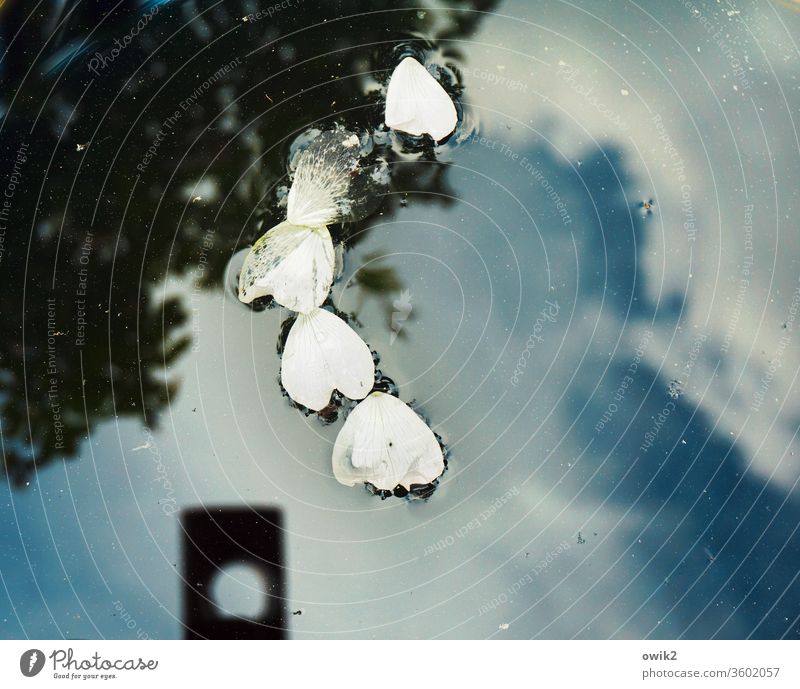 It holds together Surface of water flaked Idyll Subdued colour Contrast Beautiful weather Copy Space bottom Nature Calm Lakeside Environment Mirror image