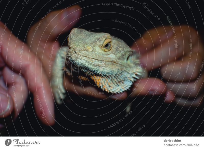 A hand tame iguana. Sits dreamily and calmly in the hand. He looks at the viewer.  They can live up to 25 years. Iguana Colour photo Animal portrait Reptiles