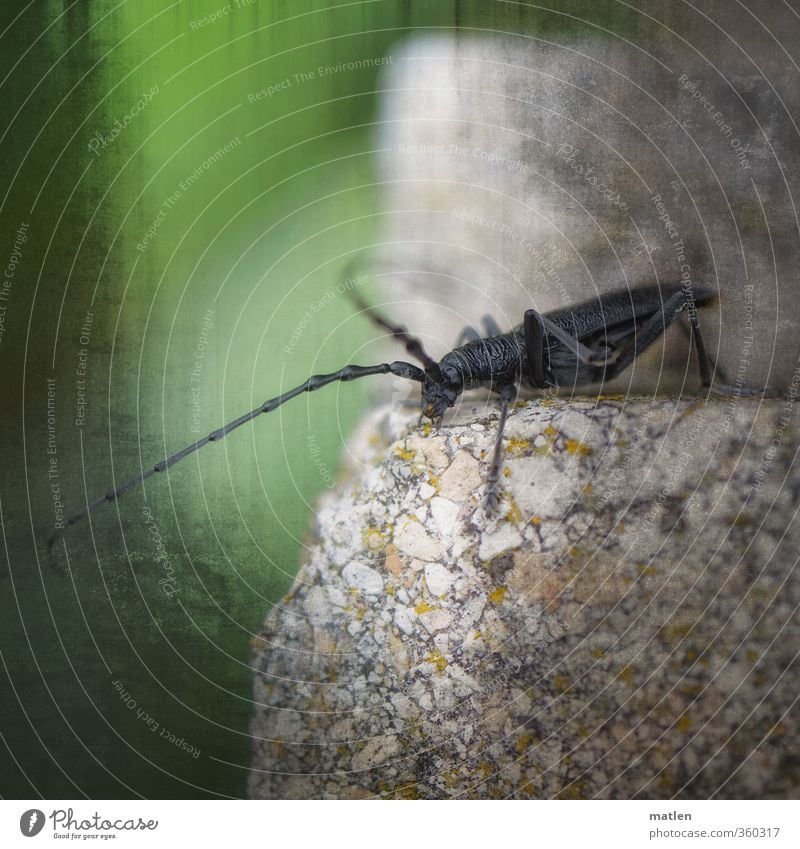 giAnt Animal Wild animal 1 Walking Gray Green Beetle Stone Feeler Colour photo Exterior shot Deserted Day Animal portrait Full-length