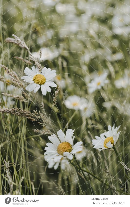 Field with camomile flowers macro Close-up bee meadow Flower field detail Detail green Chamomile marguerites Sustainability Nature Meadow ecologic lean rocks