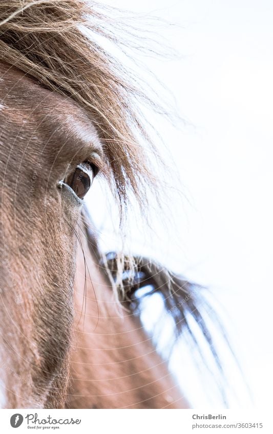 horse's eye Horse animal eye Brown Mane Horse's head Nature Animal