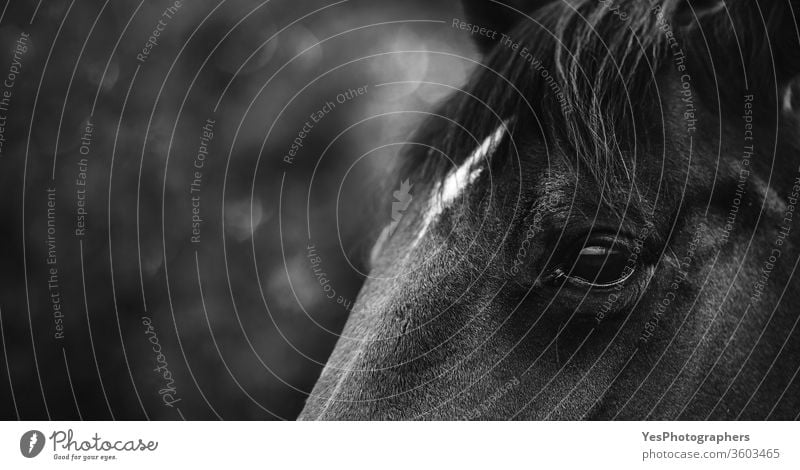 Black horse head close-up. Horse eye. andalusian animals banner beautiful black black and white black horse breed copy space dark detail domestic elegance